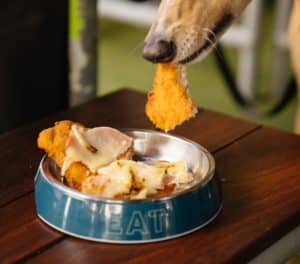 Greyhound eating a loaded parmi out of a dog bowl at hotel
