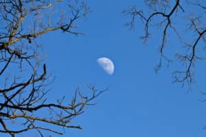 Blue skies with the waxing moon appearing with winter tree branches